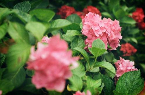 Самые красивые гортензии в мире: Виды, букеты, картинки