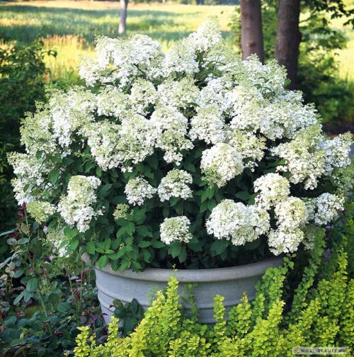 Самые красивые гортензии в мире: Виды, букеты, картинки