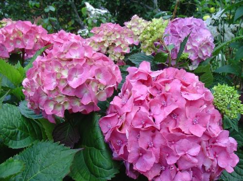 Беспроблемный сад из красивых гортензий. Сорта и виды гортензий