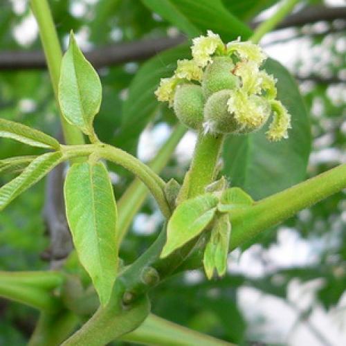 Какие Орехи растут в россии. Фундук 04 Какие Орехи растут в россии. Фундук 04