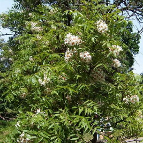 Какие Орехи растут в россии. Фундук 03