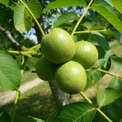 Какие Орехи растут в россии. Фундук 02 Какие Орехи растут в россии. Фундук 02