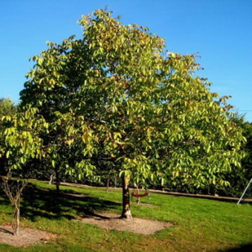 Какие Орехи растут в россии. Фундук 01