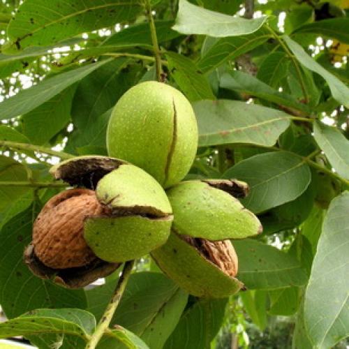 Какие Орехи растут в россии. Фундук 05