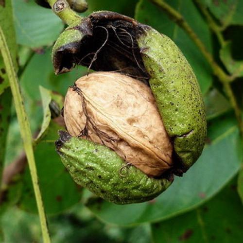 Какие Орехи растут в россии. Фундук 08 Какие Орехи растут в россии. Фундук 08