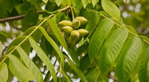 Какие Орехи растут в россии. Фундук 23 Какие Орехи растут в россии. Фундук 23