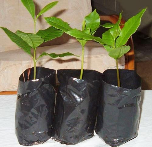 Какие Орехи растут в россии. Фундук 09 Какие Орехи растут в россии. Фундук 09