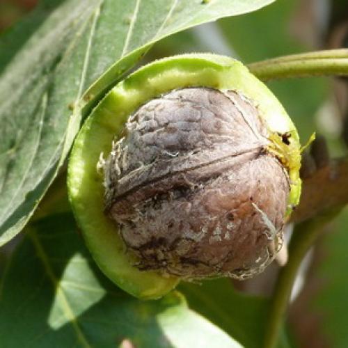 Какие Орехи растут в россии. Фундук 07