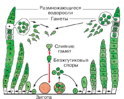 Бесполое размножение папоротников. Вопросы в конце параграфа