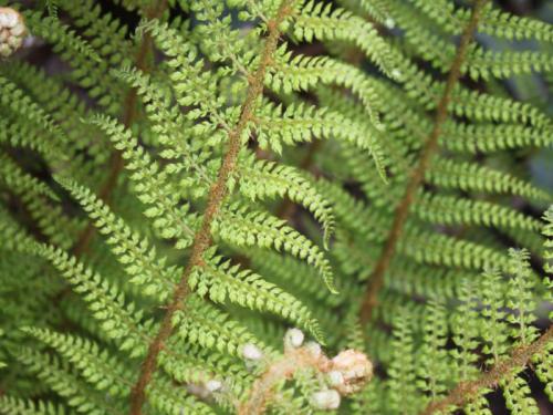 Как размножаются папоротники. Размножение папоротников: схема, особенности полового и вегетативного размножения