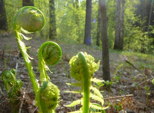 Как размножаются папоротниковидные нужна ли вода. Способы размножения папоротника в домашних условиях