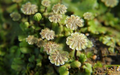 Размножение мхов связано с водой так как. Классы моховидных