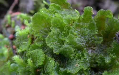 Размножение мхов связано с водой так как. Классы моховидных