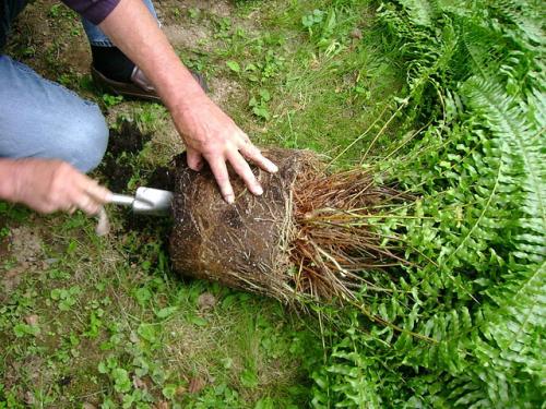 Как размножаются папоротниковидные нужна ли вода. Способы размножения папоротника в домашних условиях