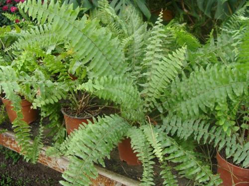 Как размножаются папоротниковидные нужна ли вода. Способы размножения папоротника в домашних условиях