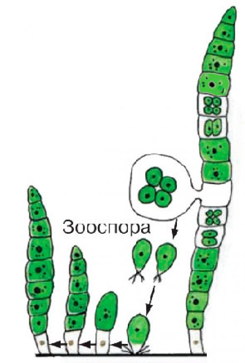 Улотрикс подписать. Строение клетки улотрикса. Улотрикс опоясанный. Улотрикс водоросль строение. Улотрикс цикл размножения.