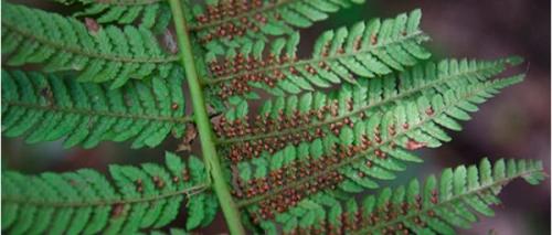 Как размножается папоротник комнатный. Размножение спорами