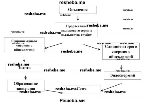 Как размножаются папоротниковидные нужна ли вода. Способы размножения папоротника в домашних условиях 18