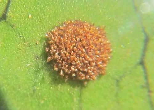 Как размножается папоротник комнатный. Размножение спорами