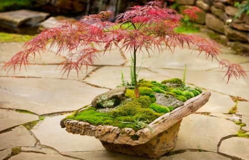 Бесполое размножение папоротников. Вопросы в конце параграфа