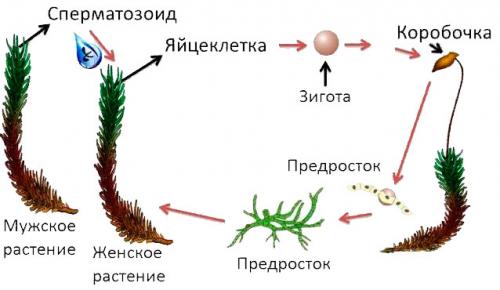 Бесполое размножение папоротников. Вопросы в конце параграфа