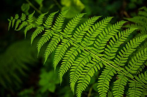 Как размножаются папоротники. Размножение папоротников: схема, особенности полового и вегетативного размножения