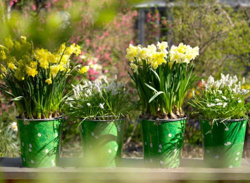 Нарциссы в ландшафтном дизайне. Использование нарциссов в дизайне сада