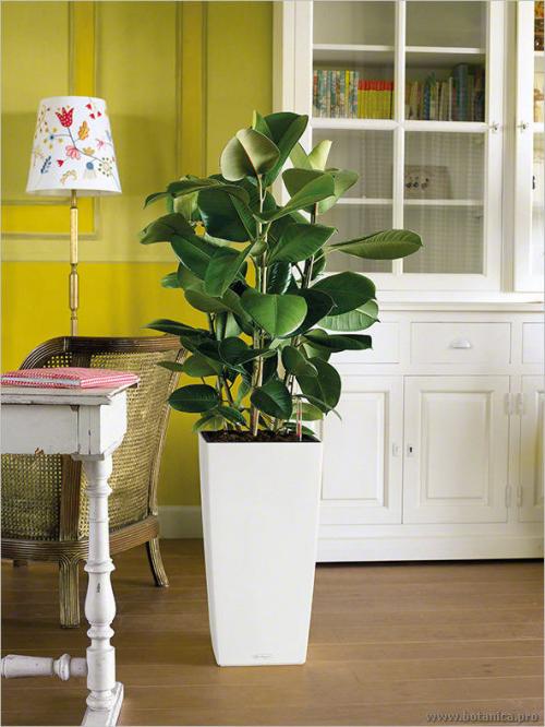 Неубиваемые комнатные растения. Зеленые экстремалы: 10 «неубиваемых» растений для вашего дома