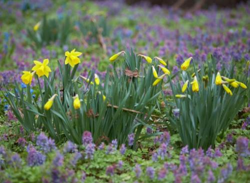 Нарциссы в ландшафтном дизайне. Использование нарциссов в дизайне сада