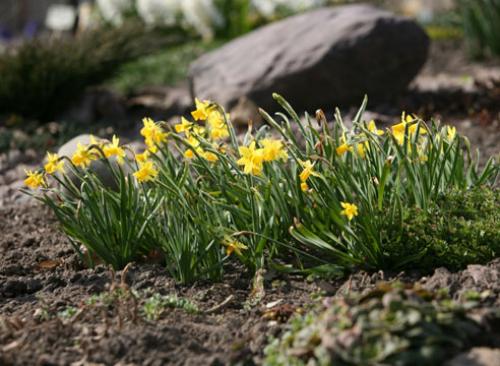 Нарциссы в ландшафтном дизайне. Использование нарциссов в дизайне сада