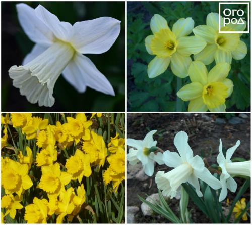 Нарциссы в ландшафтном дизайне. Использование нарциссов в дизайне сада 09