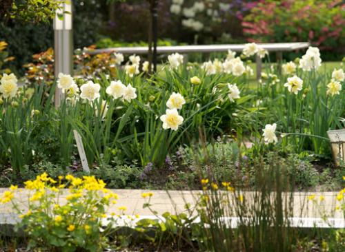 Нарциссы в ландшафтном дизайне. Использование нарциссов в дизайне сада