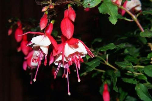 Домашние цветы энциклопедия. Комнатные цветы: фото и названия (каталог)