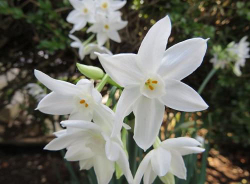 Нарциссы ядовитые. Нарцисс