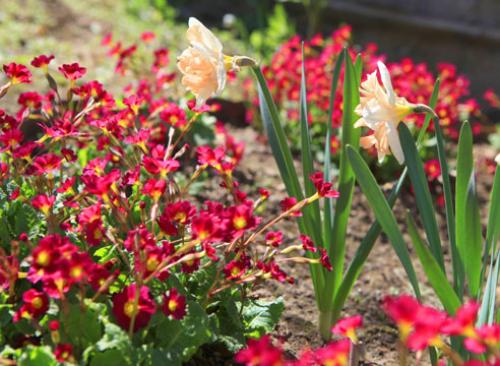 Нарциссы в ландшафтном дизайне. Использование нарциссов в дизайне сада