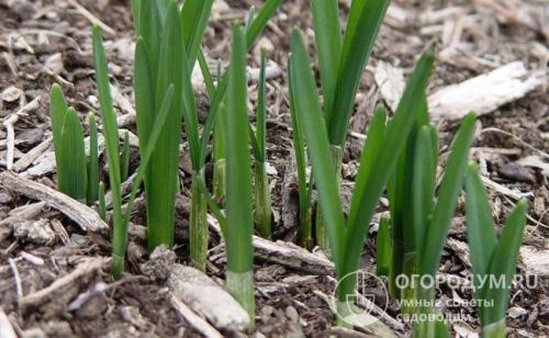 Луковица нарцисса. Оптимальные сроки посадки