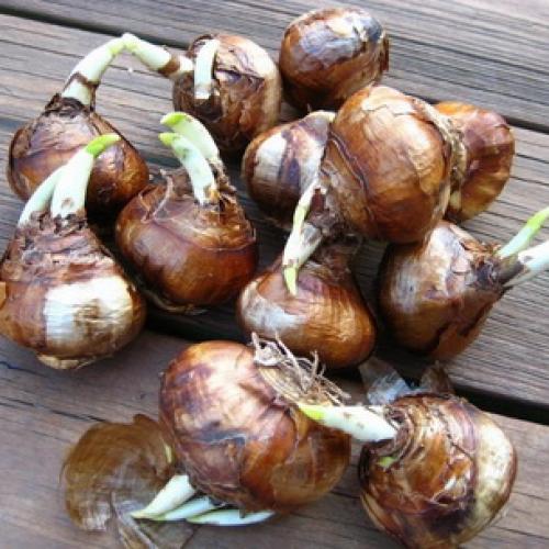 Нарциссы в ландшафтном дизайне. Использование нарциссов в дизайне сада 10