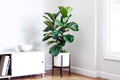 Домашние цветы энциклопедия. Комнатные цветы: фото и названия (каталог)