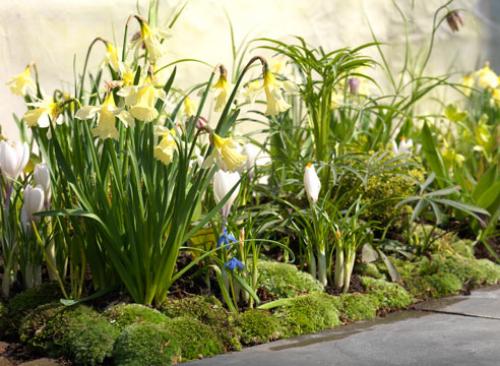 Нарциссы в ландшафтном дизайне. Использование нарциссов в дизайне сада