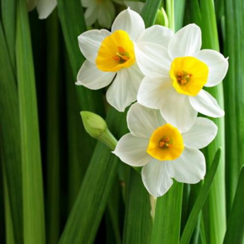 Нарциссы в ландшафтном дизайне. Использование нарциссов в дизайне сада 12