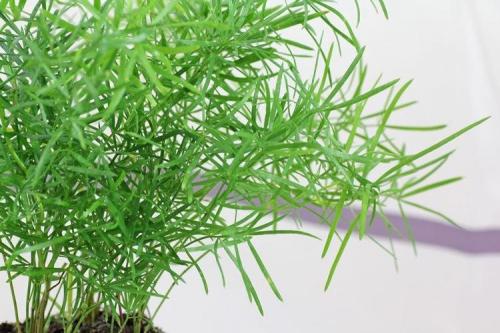 Домашние цветы энциклопедия. Комнатные цветы: фото и названия (каталог)