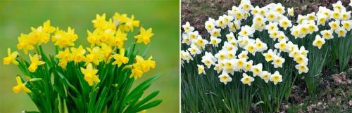 Листья нарцисса. Нарцисс: описание, посадка, уход