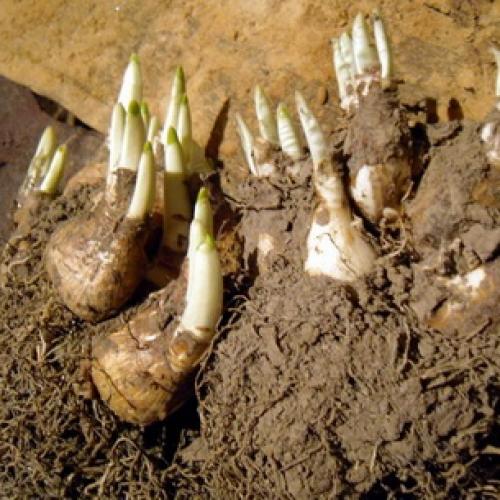 Нарциссы в ландшафтном дизайне. Использование нарциссов в дизайне сада 11