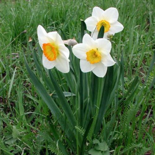 Нарциссы в ландшафтном дизайне. Использование нарциссов в дизайне сада 14