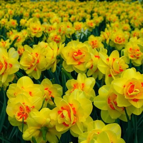 Нарциссы в ландшафтном дизайне. Использование нарциссов в дизайне сада 15