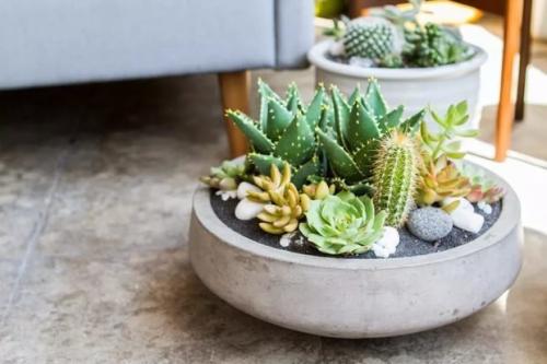 Неубиваемые комнатные растения. Зеленые экстремалы: 10 «неубиваемых» растений для вашего дома