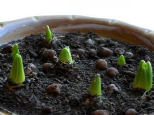 Когда можно сажать тюльпаны в горшок. Как посадить тюльпаны в домашних условиях?