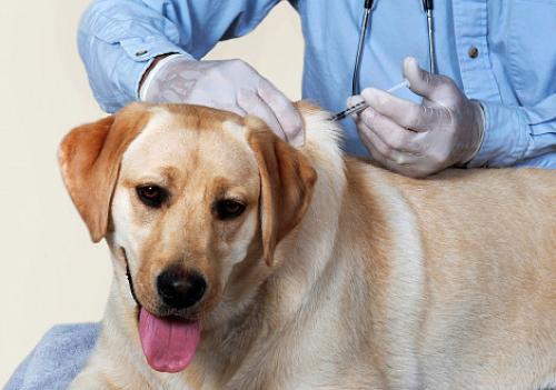 Вакцинация домашних животных. Вакцинация собак и кошек 07