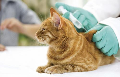 Вакцинация домашних животных. Вакцинация собак и кошек 04