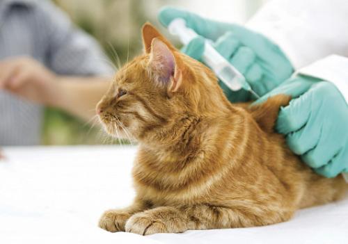 Вакцинация домашних животных. Вакцинация собак и кошек 09